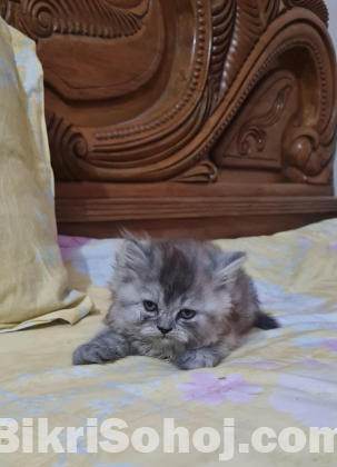 Persian cat